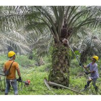 Kenapa para penyelidik sawit menyarankan pelepah hijau yang masih berfungsi hendaklah dikekalkan bagi meningkatkan fotosintesis ? Tidaklah ini bercanggah dengan pandangan ahli hortikultur yang mengatakan pokok buah perlu dipangkas bagi memupuk hasil?