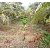 Integrasi kelapa dengan koko memberi pulangan yang lebih tinggi berbanding tanaman kelapa secara tunggal ? Jelaskan.