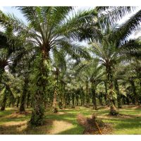 Batang pokok sawit kononnya dapat menyimpan unsur kalium berlebihan untuk kegunaan pada masa perlu. Adakah benar?