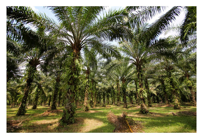 Read more about the article Batang pokok sawit kononnya dapat menyimpan unsur kalium berlebihan untuk kegunaan pada masa perlu. Adakah benar?