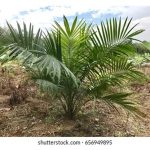 Bagaimana hendak menyakinkan sektor pekebun kecil supaya menanam anak benih kultur tisu walaupun harga anak benih lebih mahal daripada anak benih DxP tetapi kandungan minyaknya lebih tinggi ?