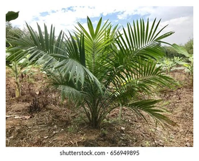 You are currently viewing Bagaimana hendak menyakinkan sektor pekebun kecil supaya menanam anak benih kultur tisu walaupun harga anak benih lebih mahal daripada anak benih DxP tetapi kandungan minyaknya lebih tinggi ?