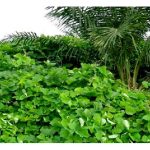 Bagi pekebun sawit yang tidak mengintegrasikan tanaman jangka pendek semasa menanam sawit, maka lebih baik menanam tumbuh-tumbuhan kekacang sebagai penutup bumi untuk menjimat kos merumput kelak ?