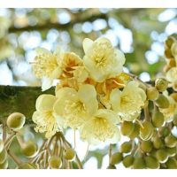 Cantas akar atau kelaran batang pokok durian disarankan sebagai teknik untuk merangsang pembungaan. Adakah benar dan kenapa ?