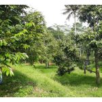 Kos untuk memulakan penanaman durian di Malaysia adalah tinggi, keadaan ini menyebabkan ramai pekebun kurang berupaya untuk menanggung beban kos tersebut. Apakah altenatif yang baik untuk mereka?
