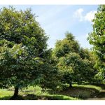 Adakah tanah gambut sesuai untuk penanaman durian di Malaysia?