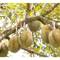 Bolehkah tanaman durian ‘dilatih’ dari peringkat awal supaya memberi hasil lumayan kelak ?