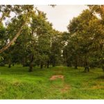 Huraikan secara perinci program pembajaan yang perlu dijalankan ke atas pokok durian di Malaysia selepas kutipan hasil