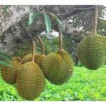 Bagi memupuk buah durian gred A di atas pokok, apa cara perlu diambil khususnya pembajaan ?