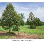 Bagaimana memupuk pokok durian belum matang supaya tumbuh sihat sehingga ke peringkat matang ?