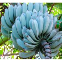 Pisang Biru: Pisang Eksotik yang Menarik Perhatian Ramai  