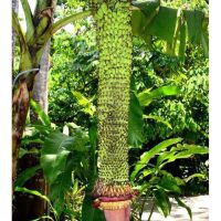 Pisang Seribu lebih bernilai eksotik atau komersial ?