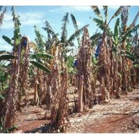 Pencegahan Dari Awal Penyakit Panama Pisang