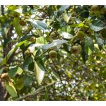 Anggaran pengeluaran buah manggis per pokok dari tahun ke tahun dan adakah pembajaan mampu meningkatkan jumlah buah ?