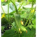 Kenapa Buah Timun Bengkok ?