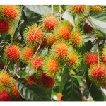 Bagaimana memangkas pokok rambutan agar hasilnya akan meningkat?