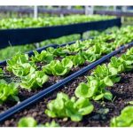 Pengairan titisan mampu mengurangkan serangan serangga dan penyakit ? Adakah ia berkesan positif ?