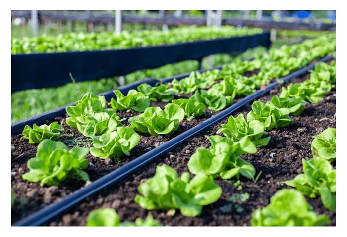 Read more about the article Pengairan titisan mampu mengurangkan serangan serangga dan penyakit ? Adakah ia berkesan positif ?