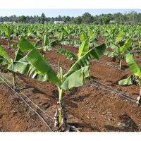 Bandingkan Perbezaan Jumlah Hasil antara Kawasan Tanaman dengan Sistem Pengairan Titisan dan Kawasan Bergantung pada Air Hujan di Malaysia ke atas Tanaman seperti Pisang, Buah Naga dan Mangga. 
