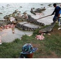 Bolehkah buaya diternak di Malaysia?