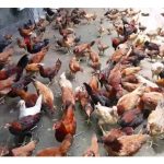 Sediakan satu program ternakan ayam kampung berskala kecil tetapi menguntungkan di Malaysia dengan terperinci.