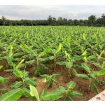 Syorkan satu program pembajaan kimia yang optimum dalam penanaman pisang berangan di Malaysia dari peringkat mula tanam sehingga kutipan hasil. Nyatakan formulasi baja yang sesuai untuk setiap peringkat tanaman.