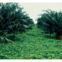 Apa caranya untuk mengurangkan kesan buruk akibat aplikasi baja kimia berpanjangan?
