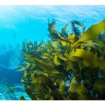 Kenapa abstrak rumpai laut dapat meningkatkan daya rintangan penyakit tanaman serta membolehkan tanaman tumbuh normal dalam keadaan cuaca yang buruk?