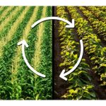 Kenapa mengamalkan pertanian bergilir dapat mengurangkan serangan serangga perosak?