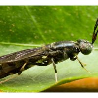 Larva Lalat Askar Hitam Kaya dengan Minyak: Potensi Pengganti Minyak Sawit ?  