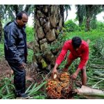 Sejauh manakah India mampu menghasilkan minyak sawit sendiri untuk mengurangkan import komoditi ini ?