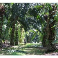 Gejala daun sawit bertindih-tindih di ladang berpotensi menyebabkan kerugian hasil sawit 1-2 tan/hektar/tahun ?
