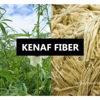 Adakah industri kenaf di Malaysia sudah matang? Kenapa tanaman ini kurang diminati oleh pekebun walaupun ia senang ditanam serta cepat memberi hasil?