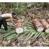 Adakah ladang sagu berdaya maju di pasaran ?