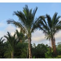Bandingkan kos dan pulangan antara tanaman sagu dan kelapa sawit dalam kawasan 1 hektar di Malaysia.