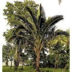 Tanaman sago kononnya tidak cerewet terhadap nutrien, iaitu tidak memerlukan kuantiti sebanyak tanaman buah yang lain. Adakah benar ?