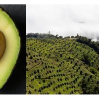 Kisah Kejayaan Seorang Petani Avocado Di Mexico Yang Menerapkan Teknik Terkini Serta Pengurusan Kebun Yang Baik Dan Berjaya Menghasilkan Buah Bertaraf Eksport.