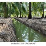 Petani Thailand Yang Inovatif : Kisah Kejayaan Dengan Sistem Parit Pengangkutan Kelapa