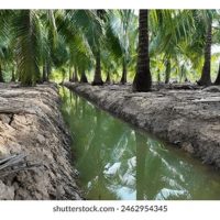 Petani Thailand Yang Inovatif : Kisah Kejayaan Dengan Sistem Parit Pengangkutan Kelapa  