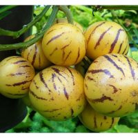 Petani Brazil Menggunakan Teknik Pertanian Baru Untuk Menghasilkan Buah Pepino Berkualiti Tinggi  
