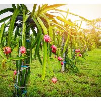 Kisah Kejayaan Petani Naga Komersial Vietnam dengan Teknik Moden