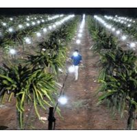 Bagaimana Seorang Petani Vietnam Meningkatkan Pengeluaran dan Kualiti Buah Naga dengan Teknik Pencahayaan Malam