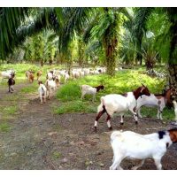 Kisah Kejayaan Pekebun Sawit Indonesia yang Mengintegrasikan Ternakan Kambing