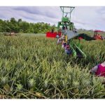 Peladang Nanas Berjaya di Costa Rica (Pelopor Eksport Nanas Global)