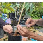 Pembiakan cantuman durian antara pokok penanti dan mata tunas atau pucuk sion yang baka masing-masing kurang serasi di antara satu sama lain akan menjejaskan tumbesaran anak pokok cantuman malahan kematiannya?