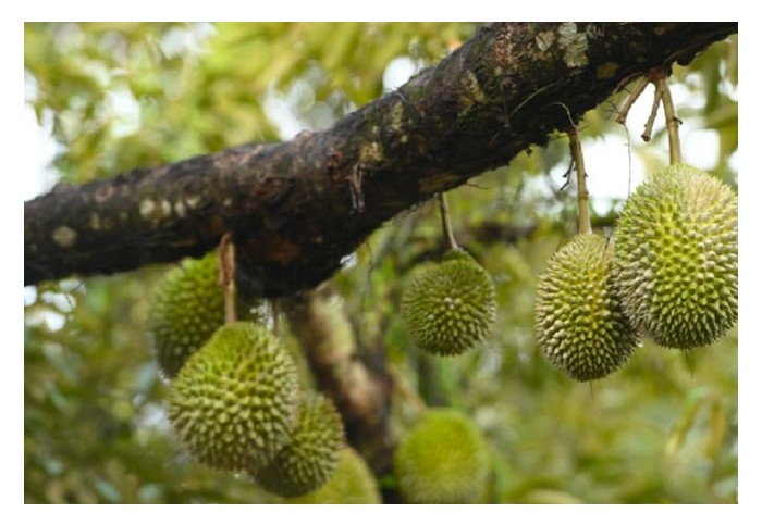 You are currently viewing Beberapa cantuman mata tunas dari baka bermutu dan berlainan seperti musang king, duri hitam, D168 dan sebagainya boleh dijalankan ke atas pokok penanti durian yang sama bagi menghasilkan pokok pelbagai baka di kebun di samping berpotensi memajukan agropelancongan di Malaysia ?