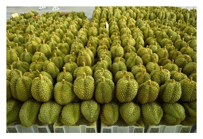 Read more about the article Ladang durian komersial di Malaysia yang berorientasi pasaran eksport berikhtiar menghasilkan buah gred A, B dan C mengikut nisbah 50%, 30% dan 20% berbanding ladang berorientasi pasaran tempatan dengan buah A, B dan C mengikut nisbah 30%,.30% dan 40% ? Beri perincian.