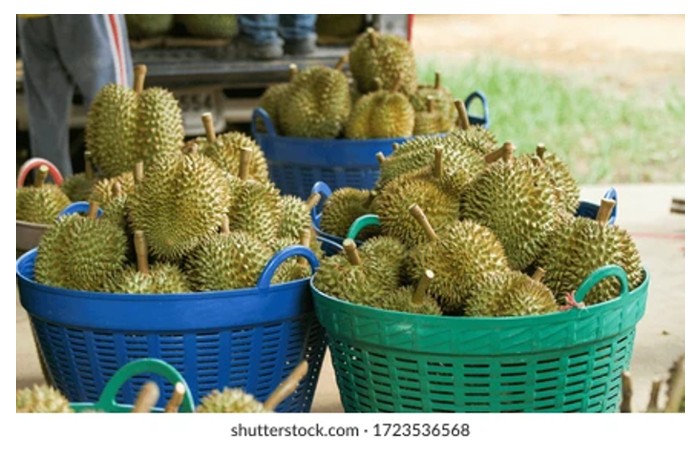 You are currently viewing Pengiraan keuntungan berdasarkan gred dan harga pasaran durian dalam matawang Malaysia