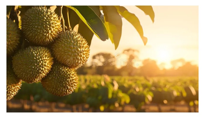 You are currently viewing Bandingkan kos operasi dan margin keuntungan bersih ladang durian berorientasi eksport dan ladang berorientasi pasaran tempatan