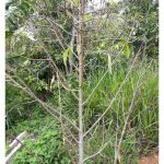 Apa penyebab kepada gejala “pokok kering tetapi tanah basah” di kebun durian? Apa rawatannya ?